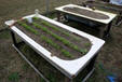 green house towb24.jpg