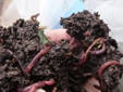 worms towb27.jpg