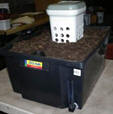 worm bin towb29.jpg